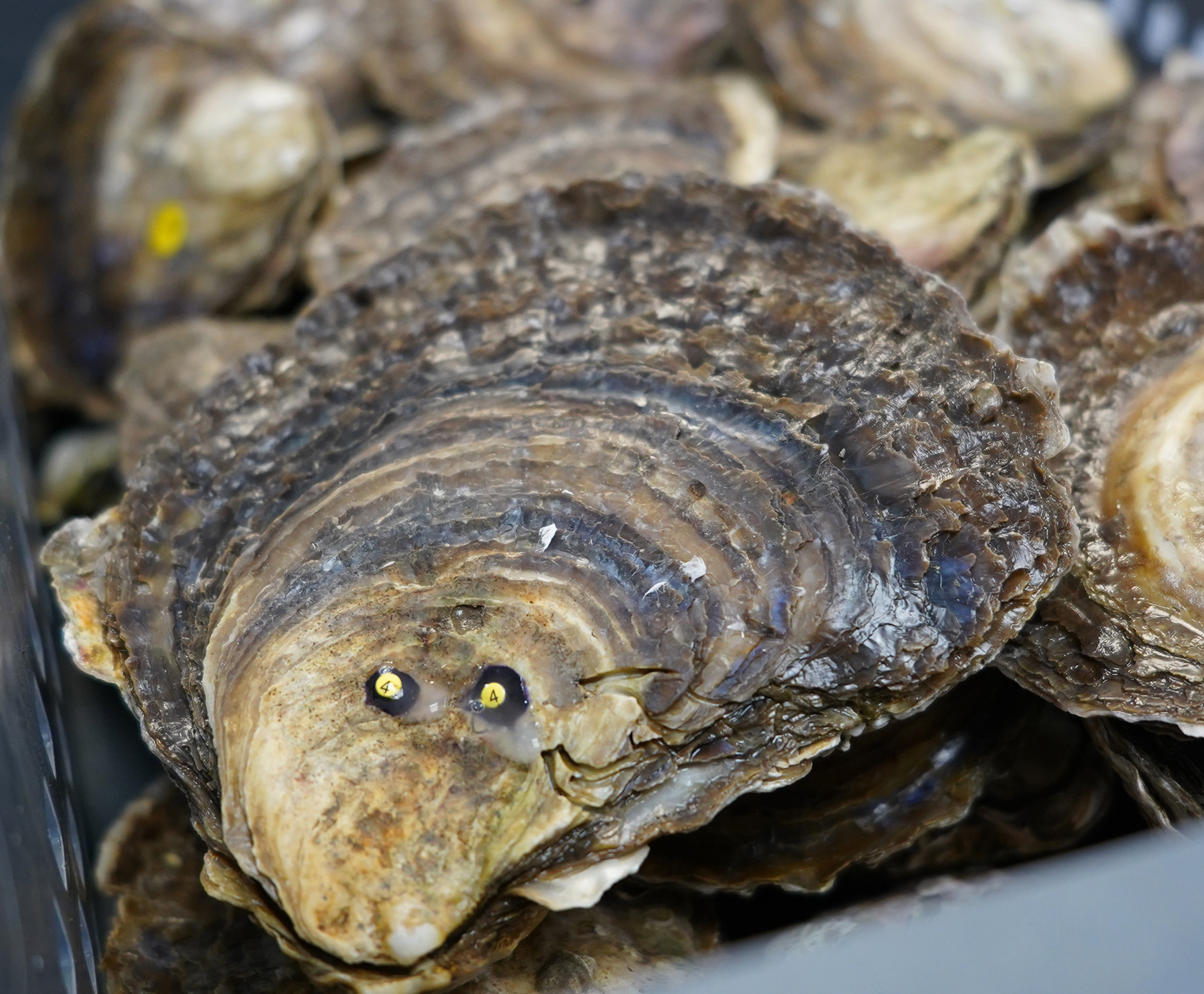 Oyster Restoration